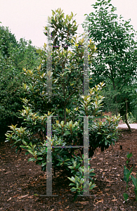 Picture of Magnolia grandiflora 'Baby Doll'