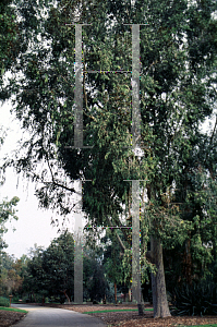 Picture of Eucalyptus maculata 