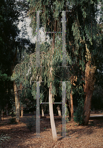 Picture of Eucalyptus hallii 