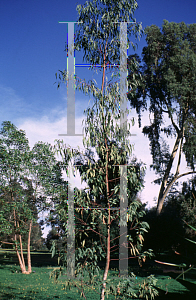 Picture of Eucalyptus leucoxylon ssp. megalocarpa 