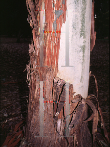 Picture of Eucalyptus grandis 