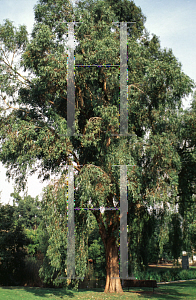 Picture of Eucalyptus gomphocephala 