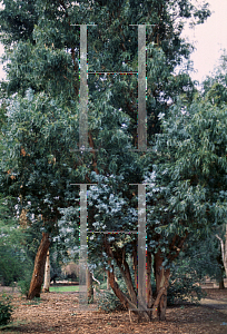 Picture of Eucalyptus globulus 'Compacta'