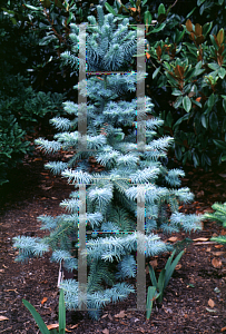 Picture of Cunninghamia lanceolata 'Samurai'