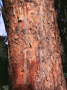 Picture of Eucalyptus camaldulensis 