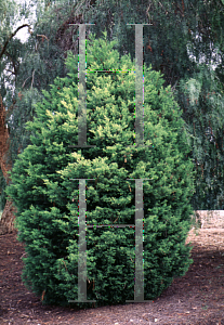 Picture of Cupressus macrocarpa 'Gold Pillar'