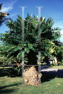 Picture of Encephalartos gratus 