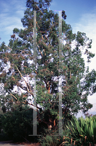 Picture of Eucalyptus cloeziana 
