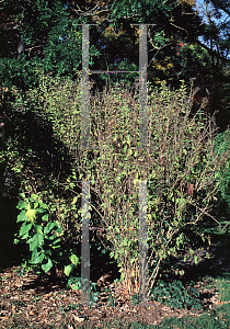 Picture of Deutzia parviflora 