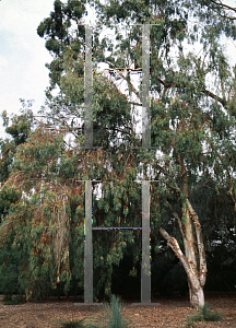 Picture of Eucalyptus camaldulensis 