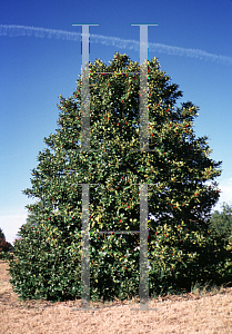 Picture of Ilex aquifolium x cornuta 