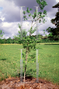 Picture of Ilex myrtifolia 