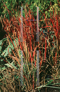 Picture of Imperata cylindrica 'Red Baron'