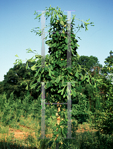 Picture of Ginkgo biloba 'Saratoga'