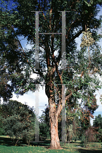 Picture of Eucalyptus robusta 