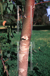 Picture of Eucalyptus leucoxylon ssp. megalocarpa 