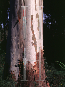 Picture of Eucalyptus saligna 