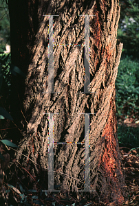 Picture of Eucalyptus sideroxylon 'Rosea'