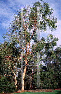 Picture of Eucalyptus papuana 