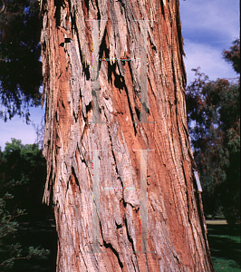 Picture of Eucalyptus robusta 