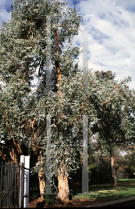 Picture of Eucalyptus polyanthemos 