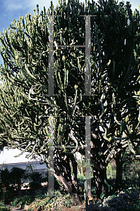 Picture of Euphorbia ingens 