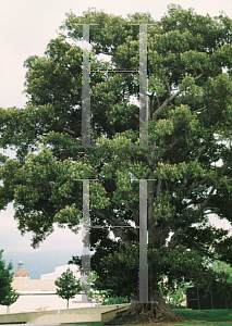 Picture of Ficus rubiginosa 