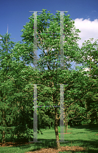 Picture of Fraxinus nigra 