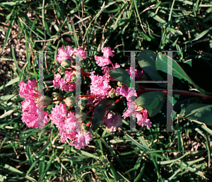 Picture of Lagerstroemia indica 'Cordon Bleu'