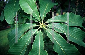 Picture of Magnolia officinalis 