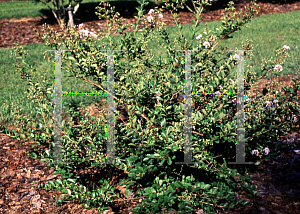 Picture of Lagerstroemia indica 'Lafayette'