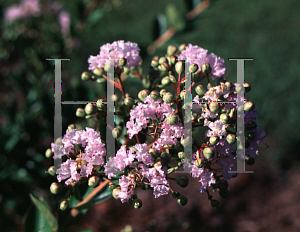 Picture of Lagerstroemia indica 'Lafayette'