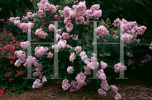 Picture of Lagerstroemia indica 'Lafayette'