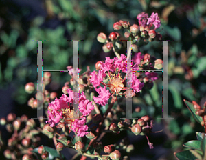 Picture of Lagerstroemia indica 'Petite Pink'