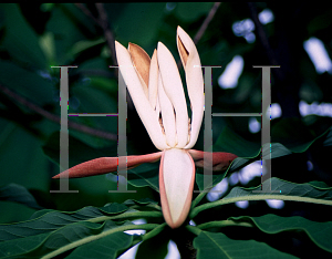 Picture of Magnolia officinalis '~Species'