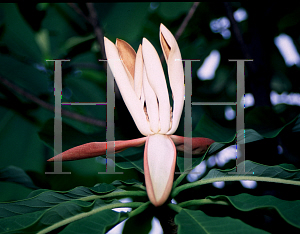 Picture of Magnolia officinalis 