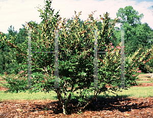 Picture of Lagerstroemia indica 'Bayou Marie'