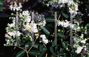 Picture of Lagerstroemia indica 'Blizzard'