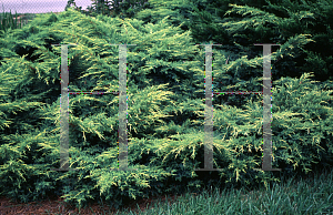 Picture of Juniperus chinensis 'Bakaurea(Gold Star)'