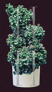 Picture of Ligustrum japonicum 'Coriaceum'