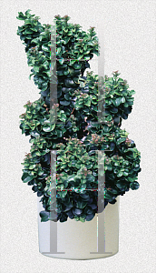 Picture of Ligustrum japonicum 'Coriaceum'