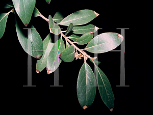 Picture of Lonicera ferdinandii 