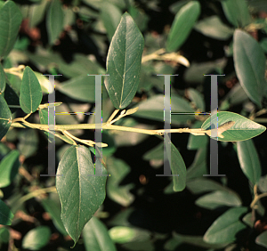 Picture of Lagunaria patersonii 