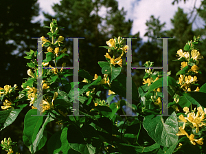 Picture of Lonicera ferdinandii 