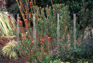 Picture of Leucospermum erubescens 