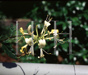 Picture of Lonicera periclymenum 