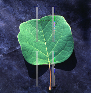 Picture of Liriodendron tulipifera 'Integrifolium'