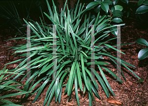 Picture of Liriope muscari 'Riegel's Big Blue'