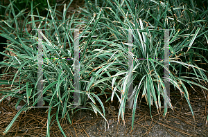 Picture of Liriope spicata 'Silver Dragon'