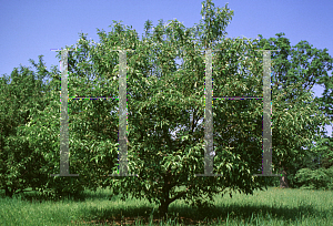 Picture of Malus x 'Sutyzam (Sugar Tyme)'